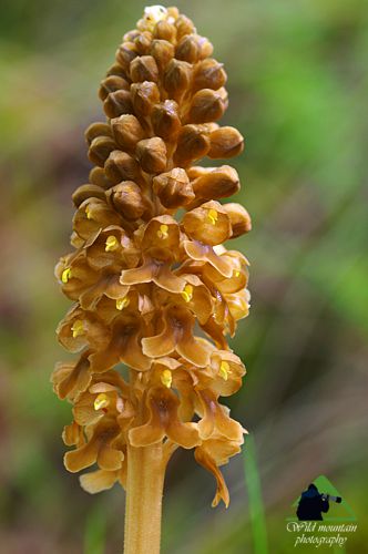 Ε.Π. Ροδόπης topoguide