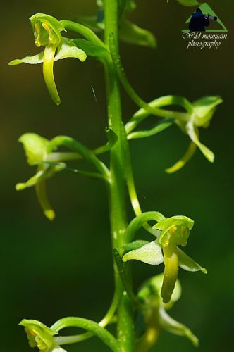 Ε.Π. Ροδόπης topoguide