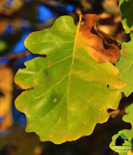 Ε.Π. Ροδόπης topoguide