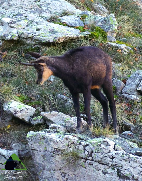 Ε.Π. Ροδόπης topoguide