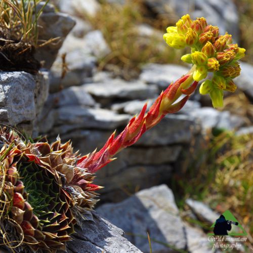 Ε.Π. Ροδόπης topoguide