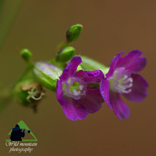 Ε.Π. Ροδόπης topoguide