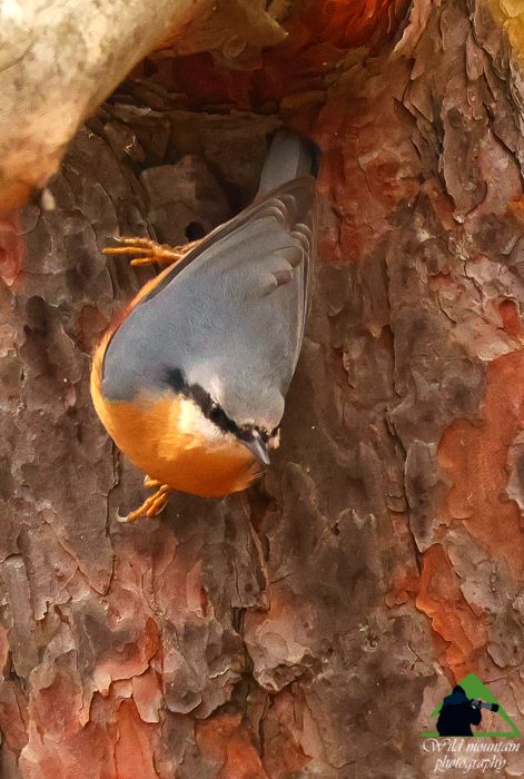 Ε.Π. Ροδόπης topoguide