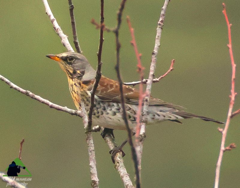 Ε.Π. Ροδόπης topoguide