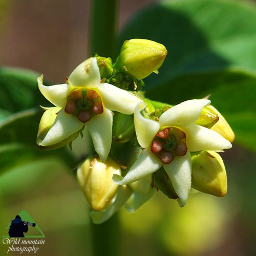 Ε.Π. Ροδόπης topoguide