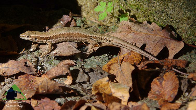 Ε.Π. Ροδόπης topoguide