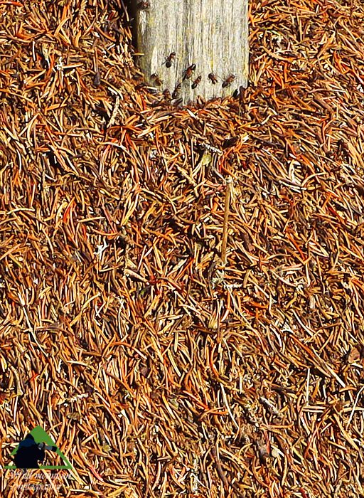 Ε.Π. Ροδόπης topoguide