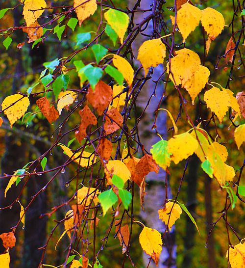 Ροδόπη topoguide