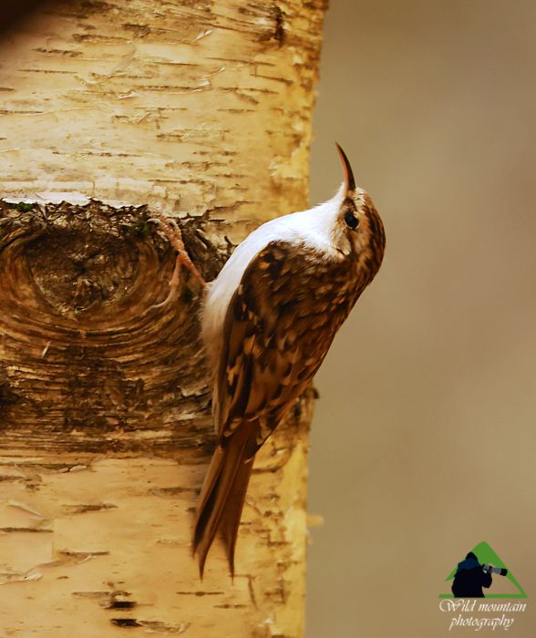 Ροδόπη topoguide