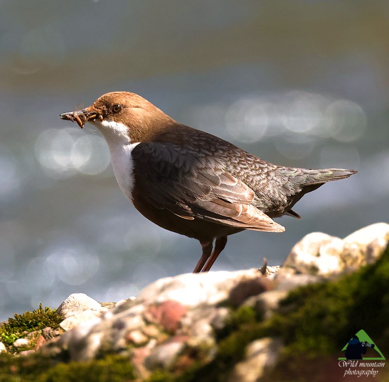 Ροδόπη topoguide