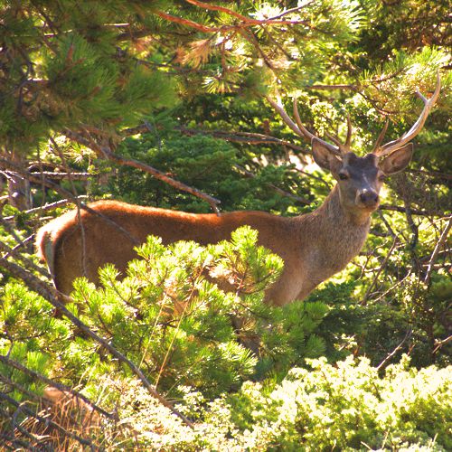 Ροδόπη topoguide