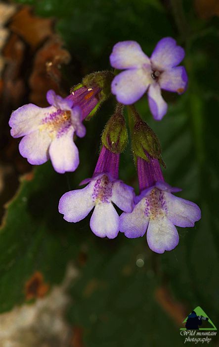 Ροδόπη topoguide