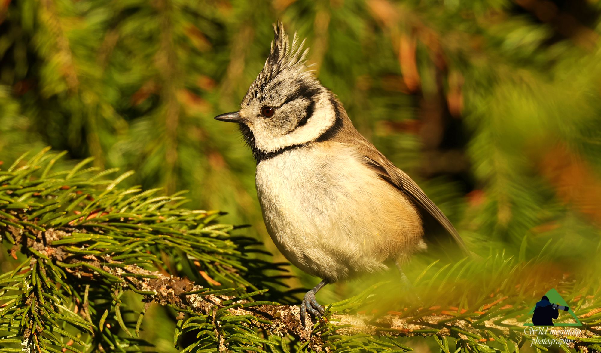 Το οικοσύστημα της Ροδόπης: Λοφιοπαπαδίτσα (Lophophanes cristatus) στα πυκνά της Ερυθρελάτης