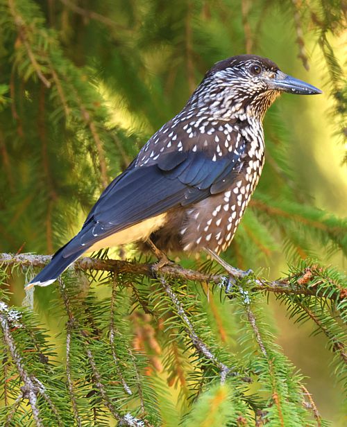 Ροδόπη topoguide