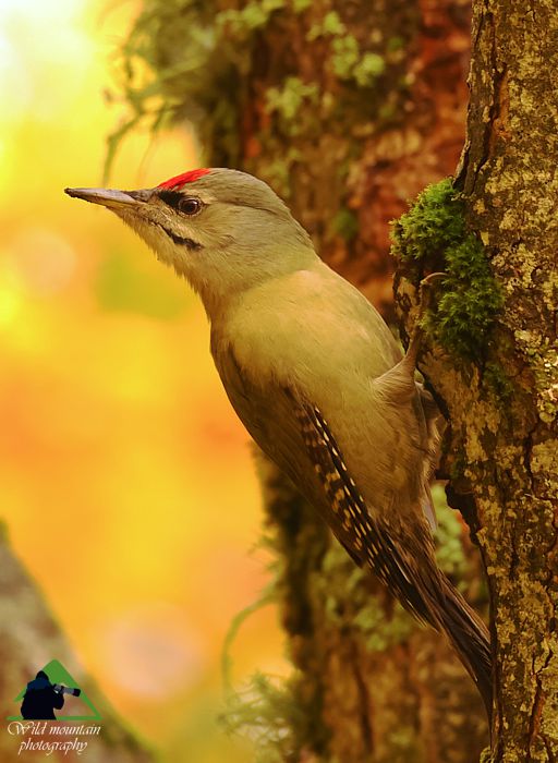 Ε.Π. Ροδόπης topoguide