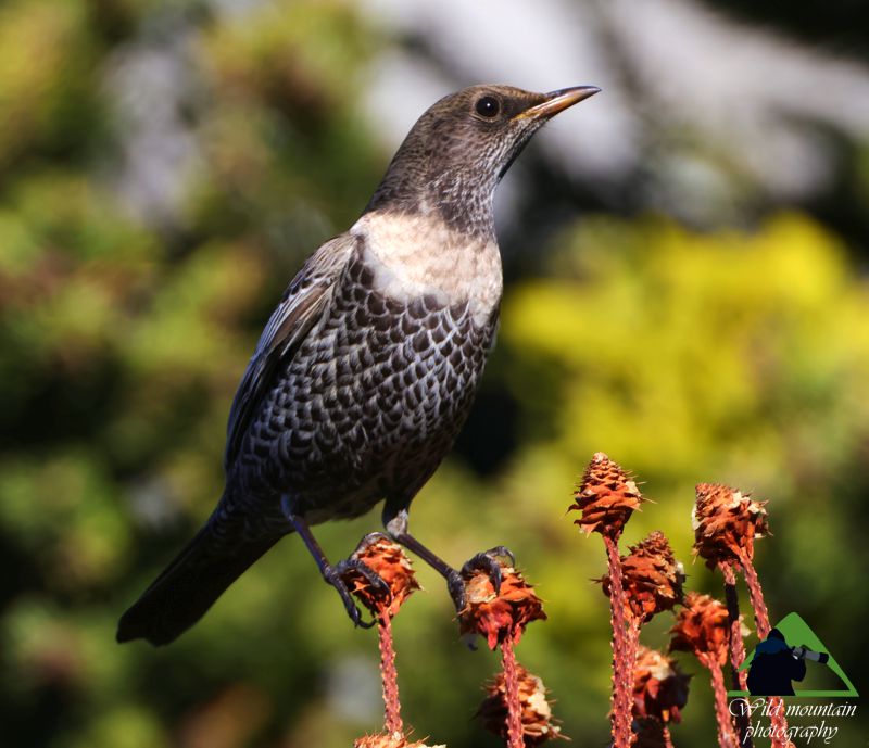 Ροδόπη topoguide