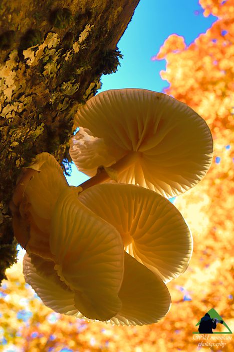 Ροδόπη topoguide