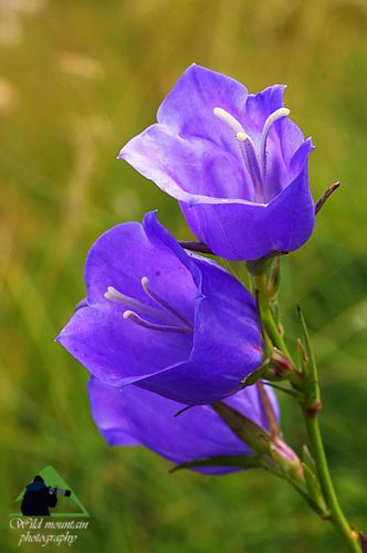 Ε.Π. Ροδόπης topoguide