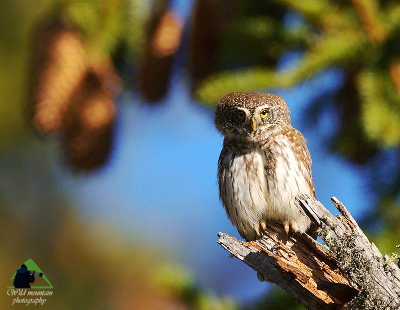 Ε.Π. Ροδόπης topoguide