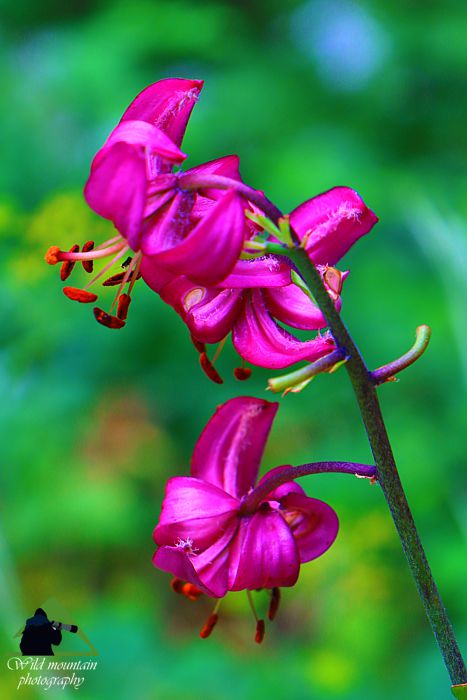 Ε.Π. Ροδόπης topoguide