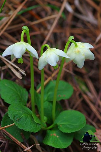 Ε.Π. Ροδόπης topoguide