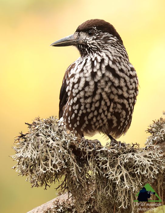 Ε.Π. Ροδόπης topoguide