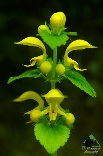 Εθνικό Πάρκο Οροσειράς Ροδόπης