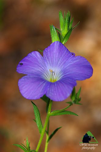 Εθνικό Πάρκο Οροσειράς Ροδόπης