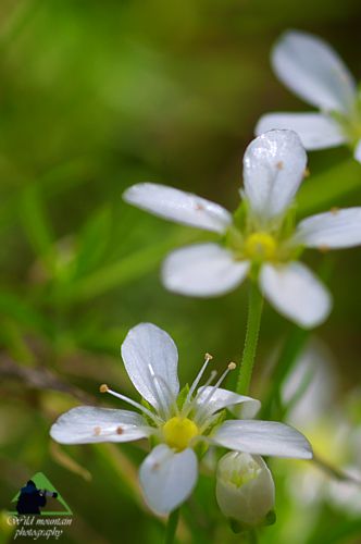 Εθνικό Πάρκο Οροσειράς Ροδόπης