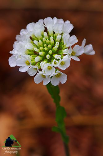 Εθνικό Πάρκο Οροσειράς Ροδόπης