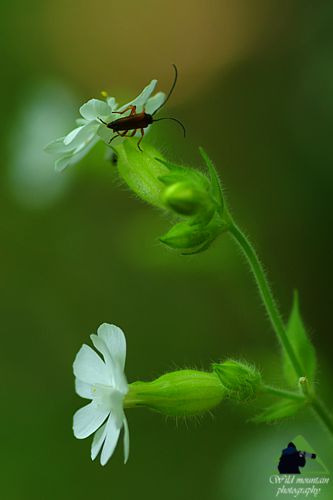 Εθνικό Πάρκο Οροσειράς Ροδόπης