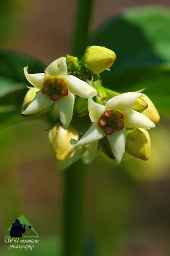 Εθνικό Πάρκο Οροσειράς Ροδόπης