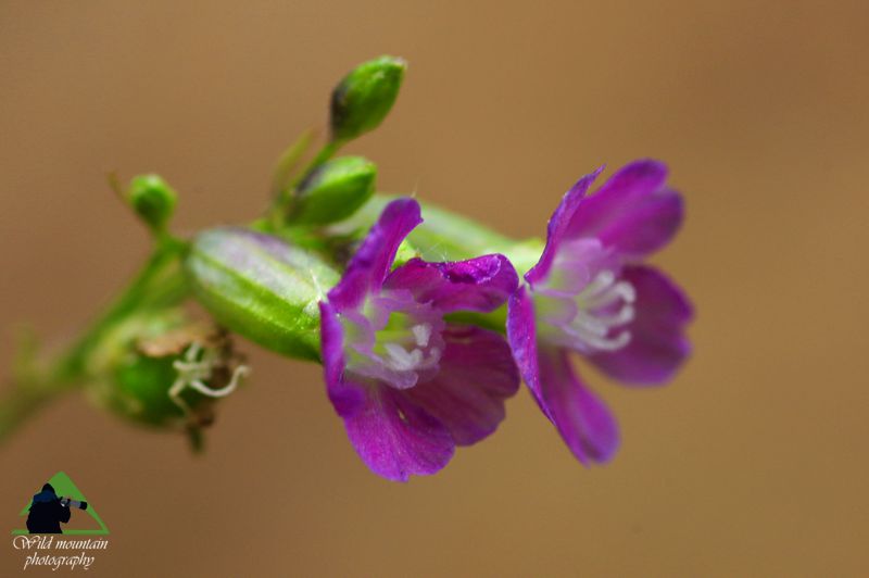 Εθνικό Πάρκο Οροσειράς Ροδόπης