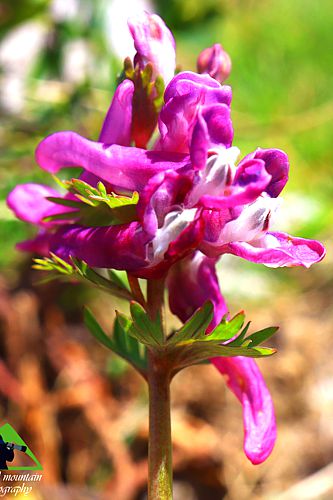 Εθνικό Πάρκο Οροσειράς Ροδόπης