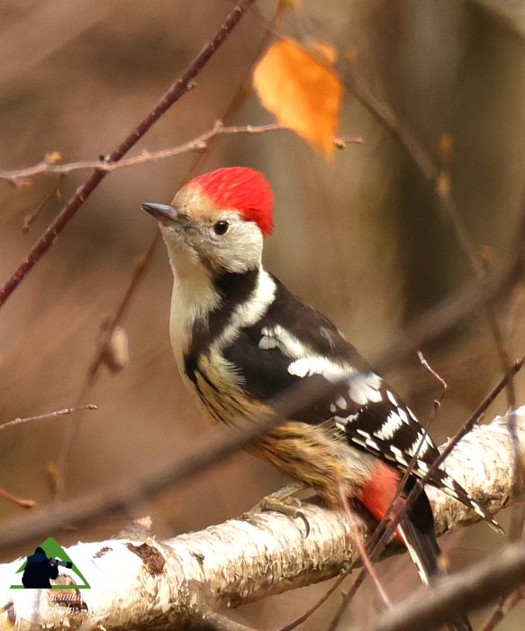 Ε.Π. Ροδόπης topoguide