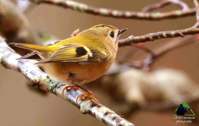 Ε.Π. Ροδόπης topoguide