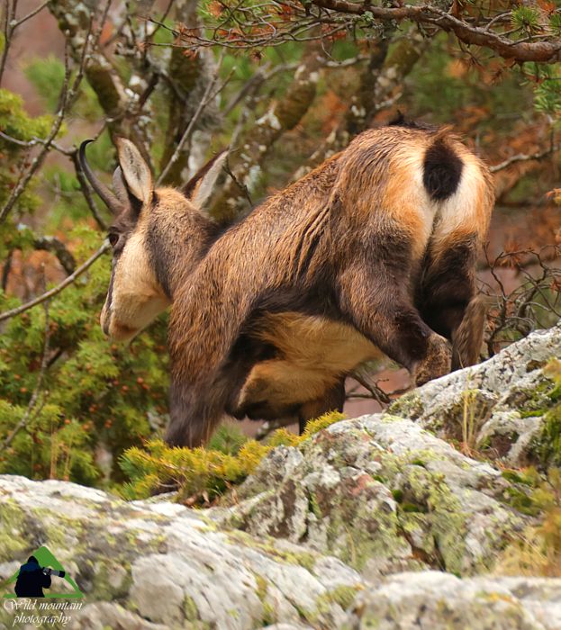 Ε.Π. Ροδόπης topoguide