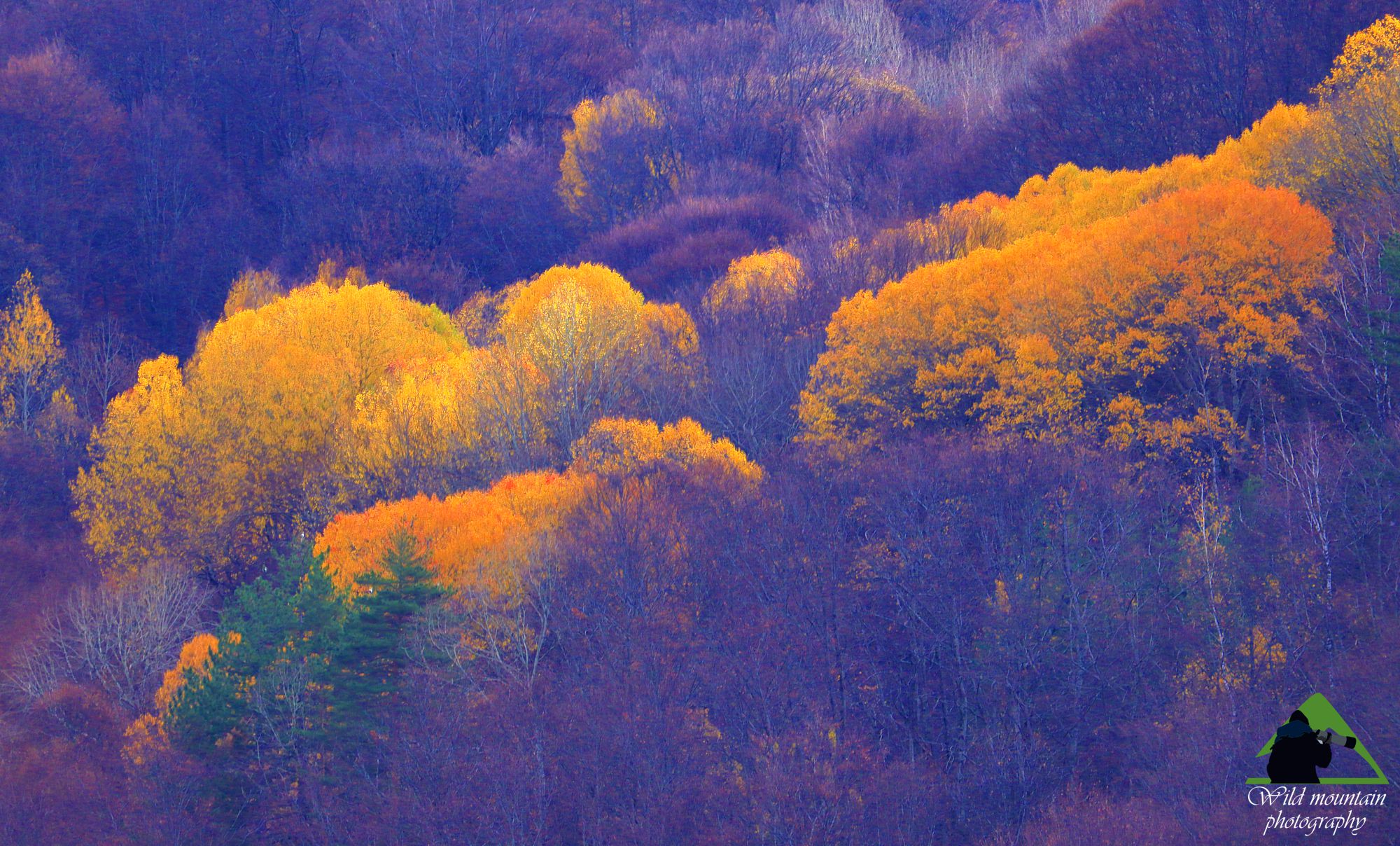 Το Φρακτό της Ροδόπης: Συστάδες Οξιάς και Σημύδας στα ανατολικά όρια του Φρακτού