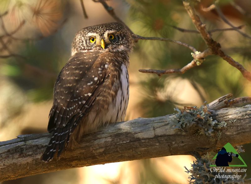 Ε.Π. Ροδόπης topoguide