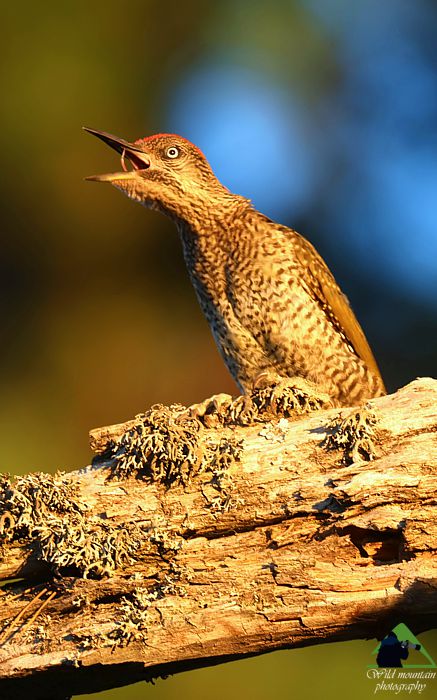 Ε.Π. Ροδόπης topoguide