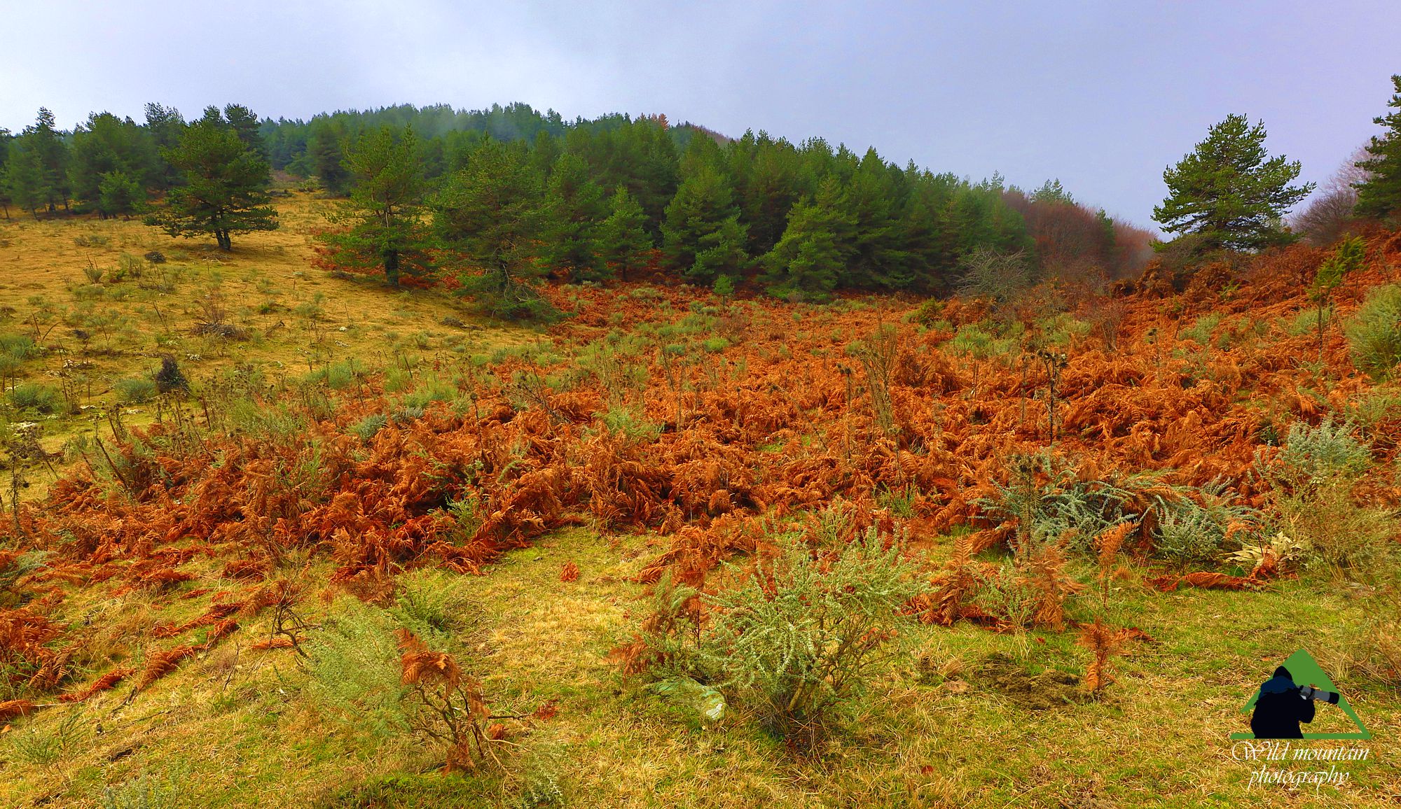 Η οροσειρά της Ροδόπης: Λιβάδια, εκτάσεις με φτέρες και άλλους θάμνους και δάσος κωνοφόρων στα λιβάδια του Λεπίδα