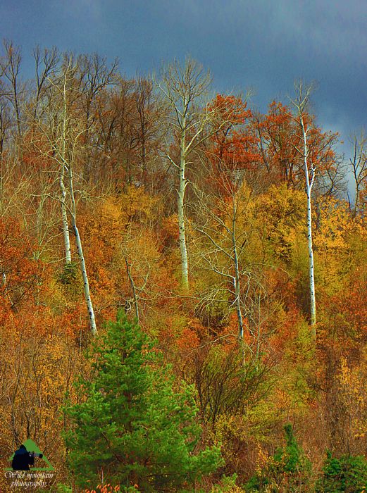 Ε.Π. Ροδόπης topoguide