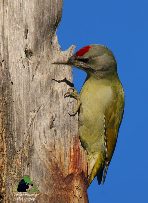 Ε.Π. Ροδόπης topoguide