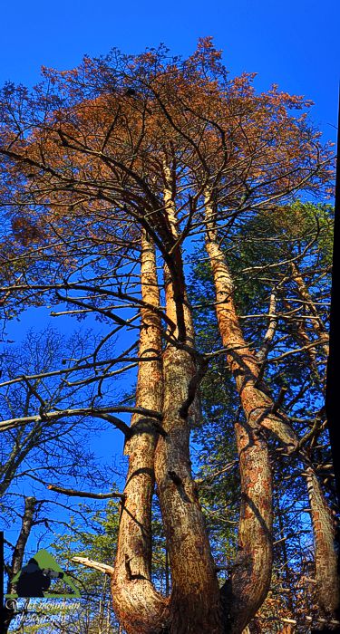 Ε.Π. Ροδόπης topoguide