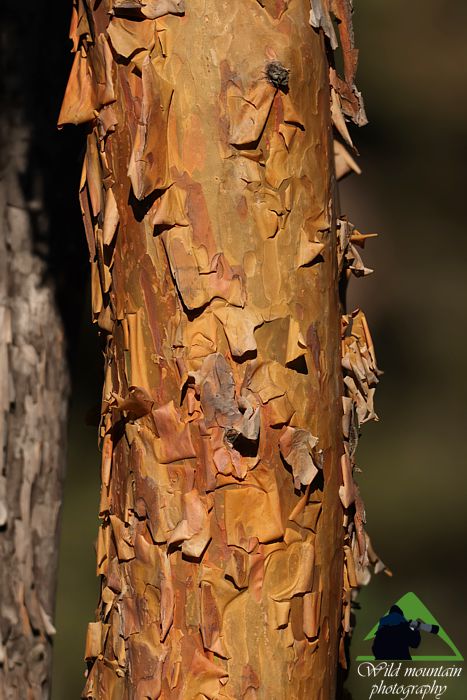 Ε.Π. Ροδόπης topoguide