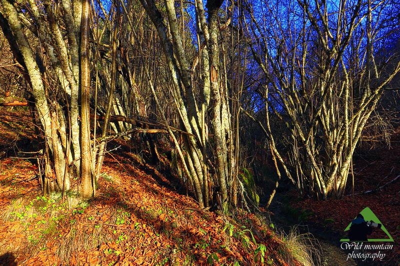 Ε.Π. Ροδόπης topoguide