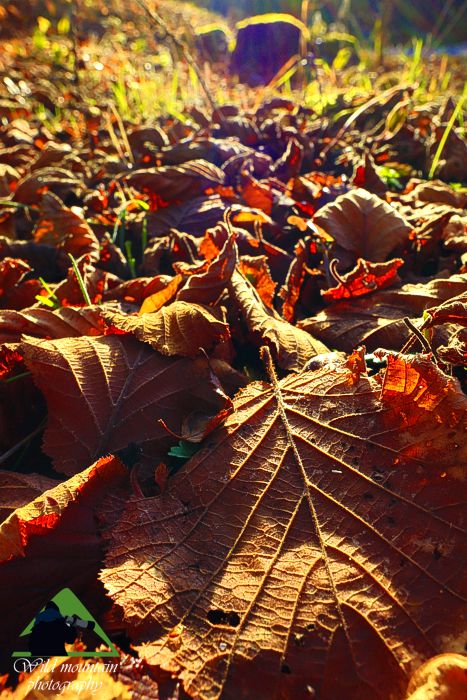 Ε.Π. Ροδόπης topoguide