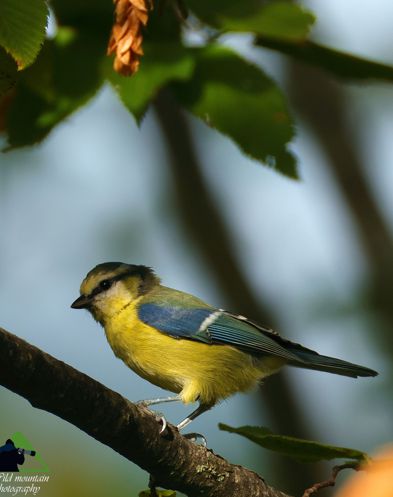 Εθνικό Πάρκο Οροσειράς Ροδόπης