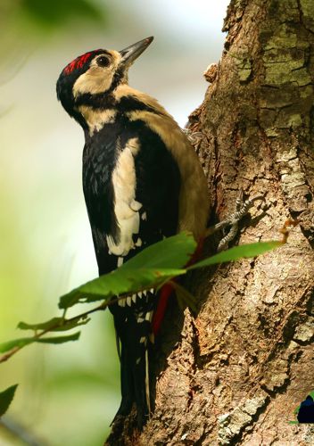 Εθνικό Πάρκο Οροσειράς Ροδόπης
