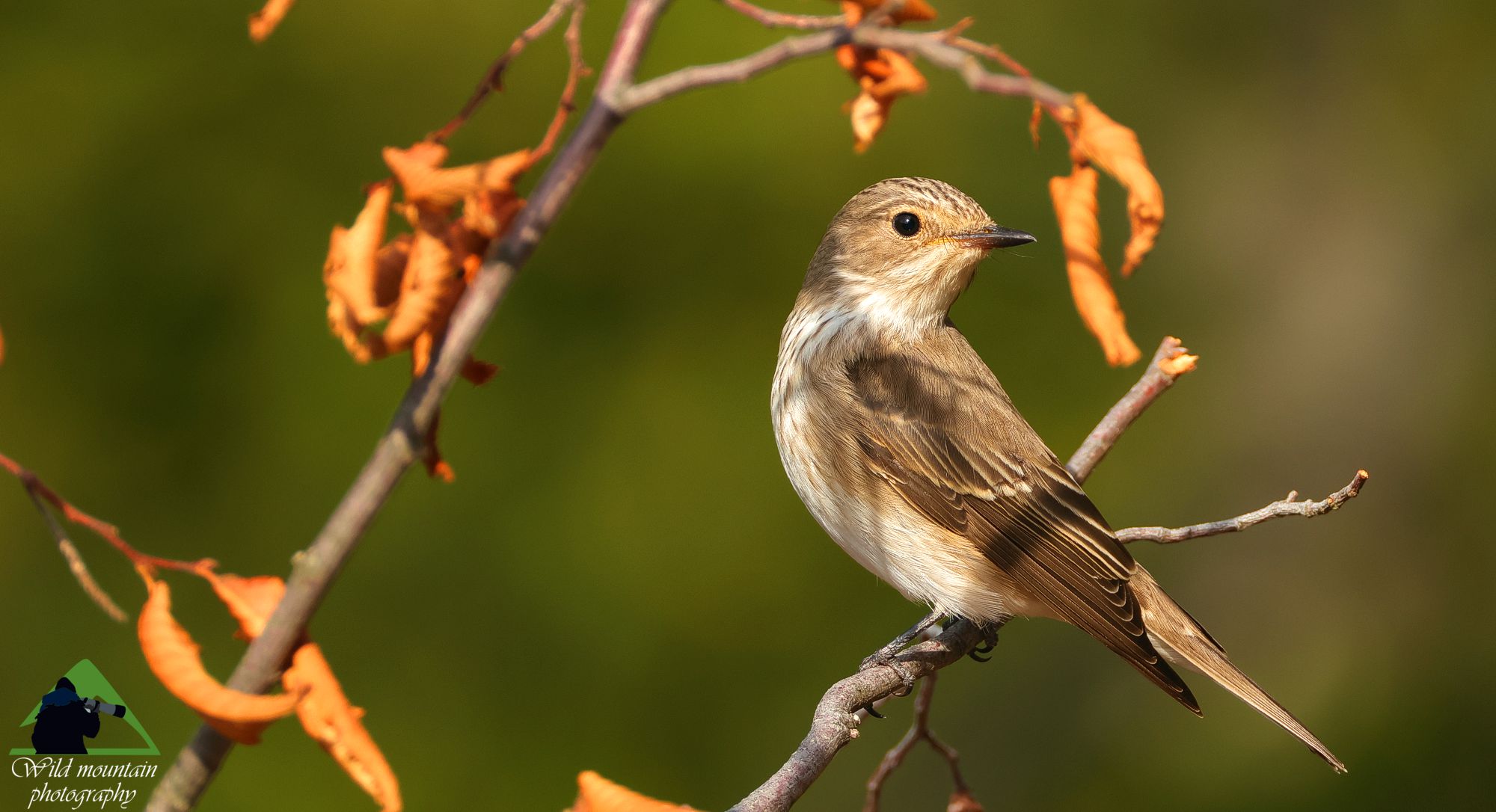 Η Οστρυά στη Ροδόπη: Ένας Σταχτομυγοχάφτης (Muscicapa striata) μέσα στις οστρυές